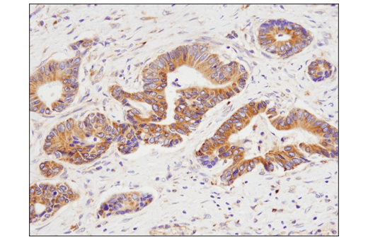 Immunohistochemistry Image 3: Rab7 (E9O7E) Mouse Monoclonal Antibody