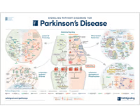 Parkinson’s Disease Signaling diagram