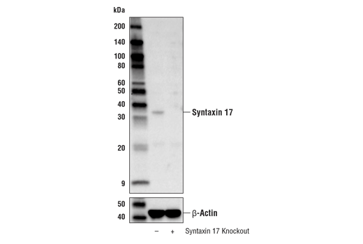 Western Blotting Image 2: Syntaxin 17 (D3D7H) Rabbit Monoclonal Antibody