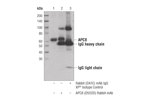 Immunoprecipitation Image 1: APC8 (D5O2D) Rabbit Monoclonal Antibody