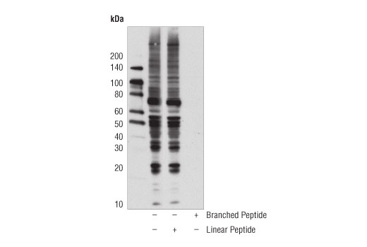 undefined Image 12: Branched Ubiquitin Antibody Sampler Kit
