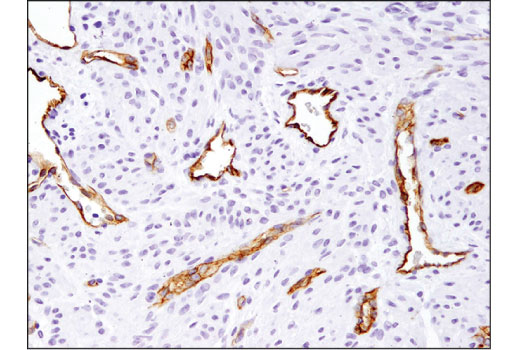 Immunohistochemistry Image 6: ABCG2 (D5V2K) Rabbit Monoclonal Antibody (BSA and Azide Free)