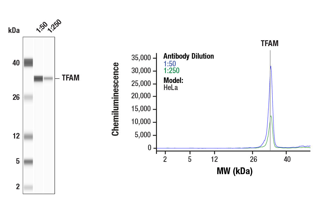 Western Blotting Image 1: TFAM (D5C8) Rabbit Monoclonal Antibody