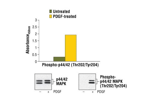 ELISA Image 1: PathScan<sup>®</sup> Phospho-p44/42 MAPK (Thr202/Tyr204) Sandwich ELISA Kit