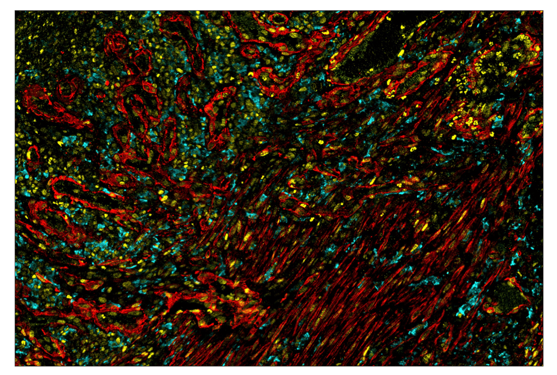 Immunohistochemistry Image 2: SignalStar<sup>™</sup> Miniplex IHC Buffer Kit