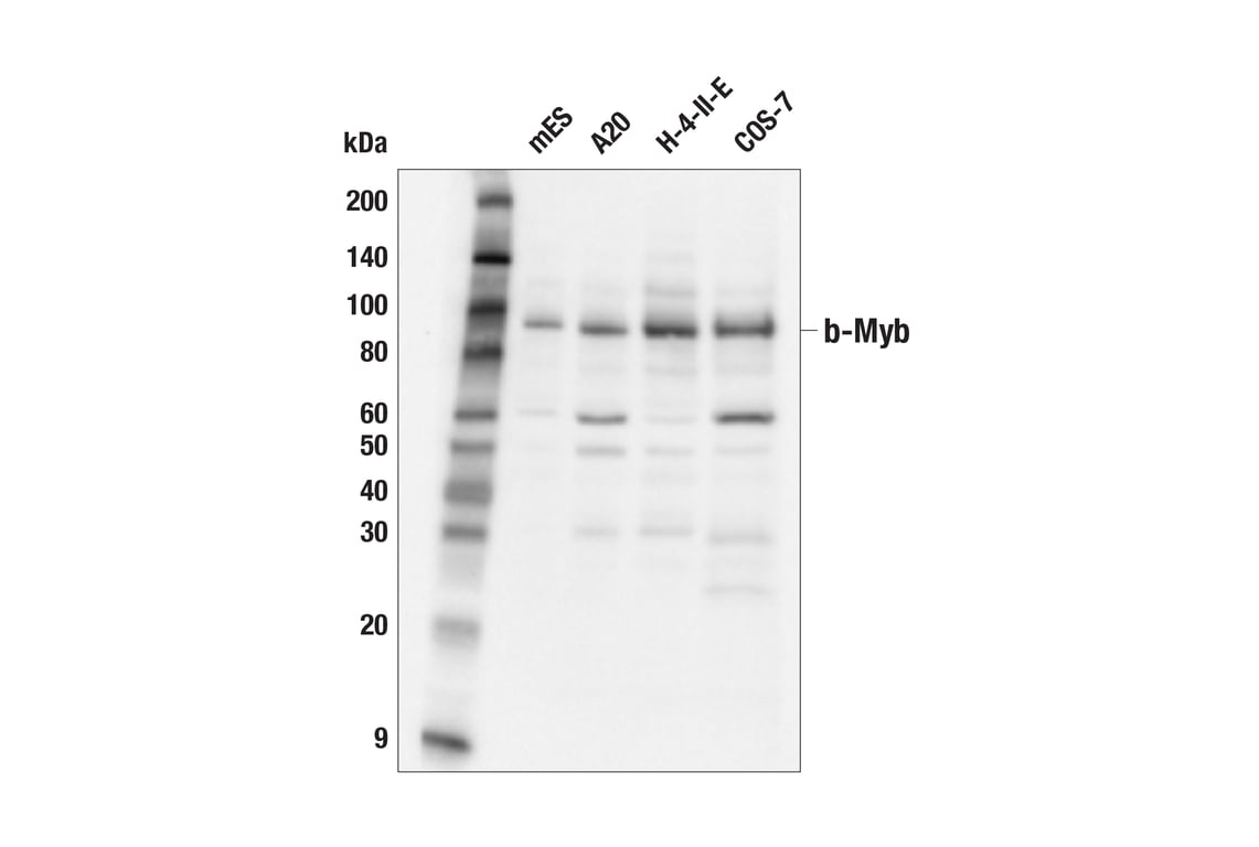 Western Blotting Image 2: b-Myb (F9W2M) Rabbit Monoclonal Antibody