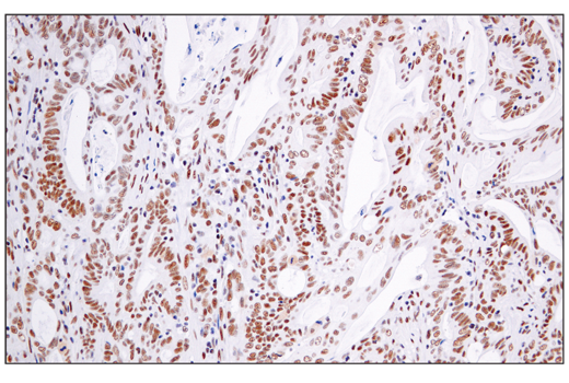 Immunohistochemistry Image 1: ATF-2/ATF-7 (A9G1M) Rabbit Monoclonal Antibody