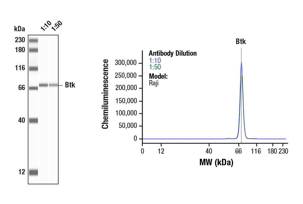 undefined Image 12: PhosphoPlus<sup>®</sup> Btk (Tyr223) Antibody Duet