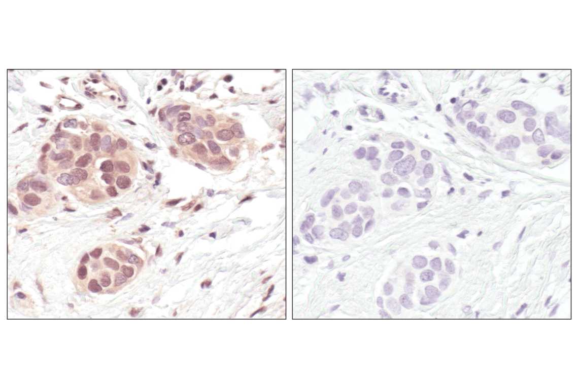 Immunohistochemistry Image 2: GAPDH (14C10) Rabbit Monoclonal Antibody