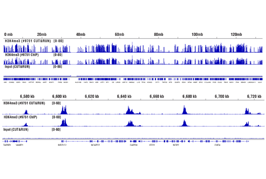 CUT & RUN Image 8: CUT&RUN Assay Kit