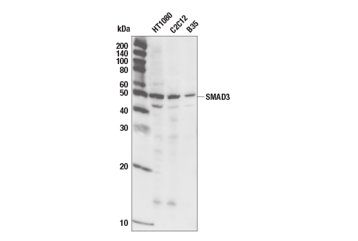 Western Blotting Image 3: SMAD3 (C67H9) Rabbit Monoclonal Antibody (Biotinylated)