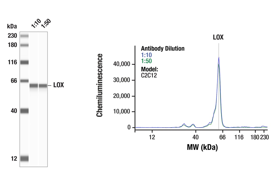 Western Blotting Image 1: LOX (F2C8F) Rabbit Monoclonal Antibody