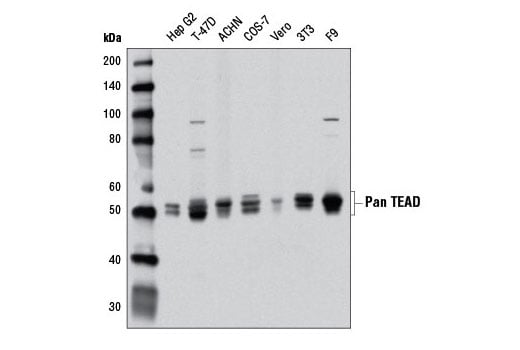 Western Blotting Image 2: Pan-TEAD (D3F7L) Rabbit Monoclonal Antibody (Biotinylated)