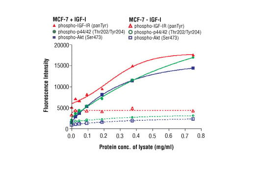 undefined Image 4: PathScan<sup>®</sup> RTK Signaling Antibody Array Kit (Fluorescent Readout)