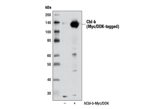 Western Blotting Image 2: Cbl-b Antibody