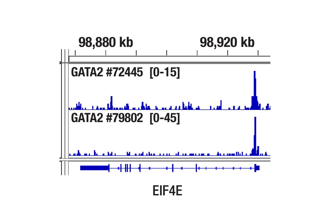 CUT & RUN Image 1: GATA-2 (E9T6F) Rabbit Monoclonal Antibody