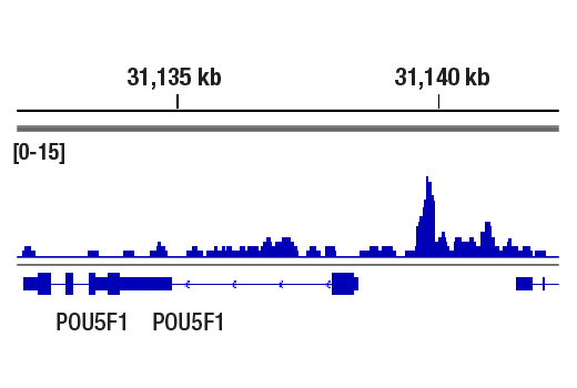 undefined Image 6: BAF Complex Antibody Sampler Kit
