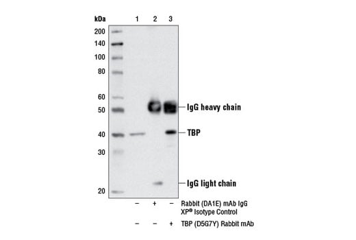Immunoprecipitation Image 1: TBP (D5G7Y) Rabbit Monoclonal Antibody