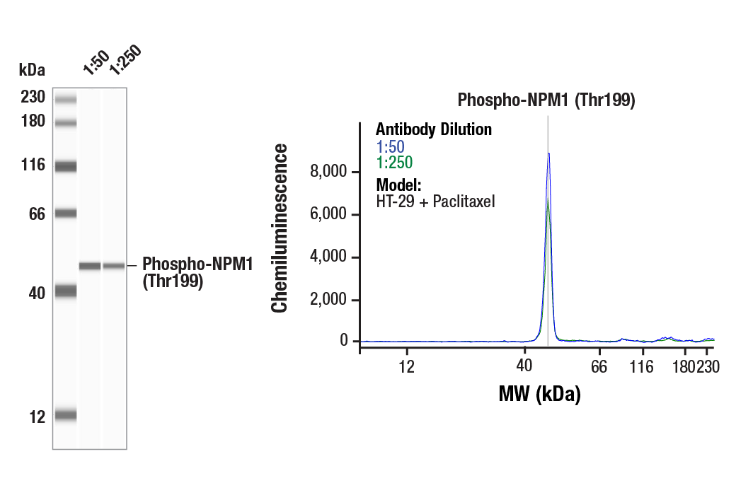 Western Blotting Image 1: Phospho-NPM1 (Thr199) (E4C7S) Rabbit Monoclonal Antibody