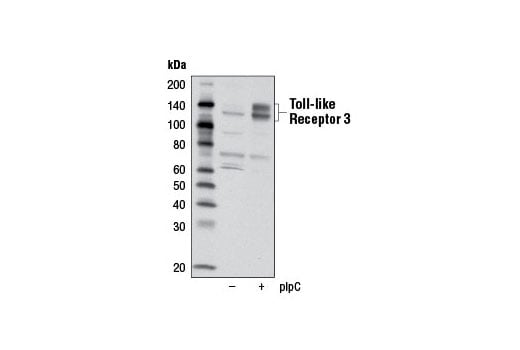 undefined Image 18: Toll-like Receptor Antibody Sampler Kit II
