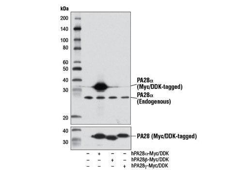 Western Blotting Image 2: PA28 alpha (D1C10) Rabbit Monoclonal Antibody