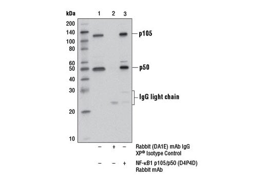 undefined Image 18: NF-kappaB Family Antibody Sampler Kit II