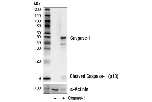 Western Blotting Image 2: Caspase-1 (E9R2D) Rabbit Monoclonal Antibody