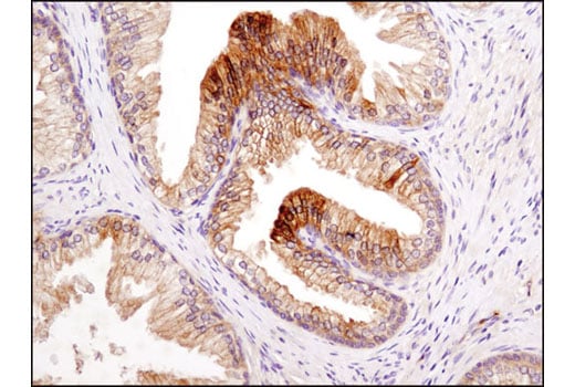 Immunohistochemistry Image 4: LKB1 (D60C5F10) Rabbit Monoclonal Antibody (IHC Formulated)