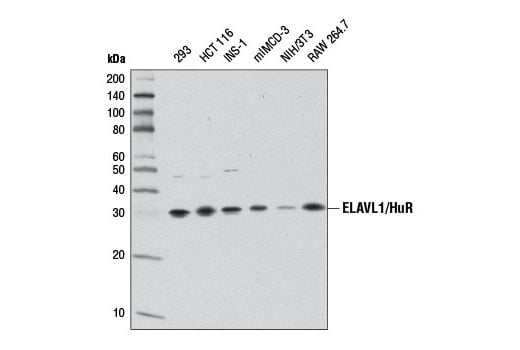 Western Blotting Image 1: ELAVL1/HuR (D9W7E) Rabbit mAb