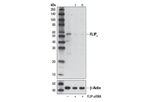 Western Blotting Image 3: FLIP (D5J1E) Rabbit Monoclonal Antibody