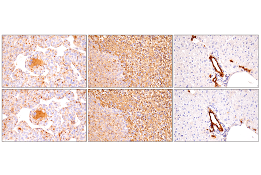 Immunohistochemistry Image 4: Osteopontin/SPP1 (E9Z1D) Rabbit Monoclonal Antibody (BSA and Azide Free)