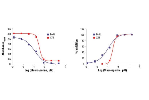 undefined Image 3: XTT Cell Viability Kit