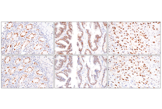 Immunohistochemistry Image 6: NSUN2 (E9Y5E) Rabbit Monoclonal Antibody