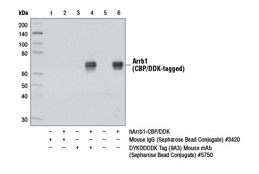 Immunoprecipitation Image 1: DYKDDDDK Tag (9A3) Mouse mAb (Binds to same epitope as Sigma's Anti-FLAG<sup>®</sup> M2 Antibody) (Sepharose<sup>®</sup> Bead Conjugate)