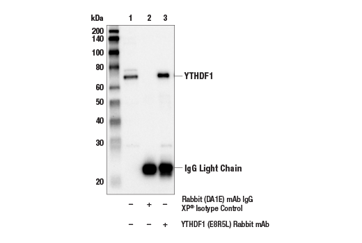 Immunoprecipitation Image 1: YTHDF1 (E8R5L) Rabbit Monoclonal Antibody