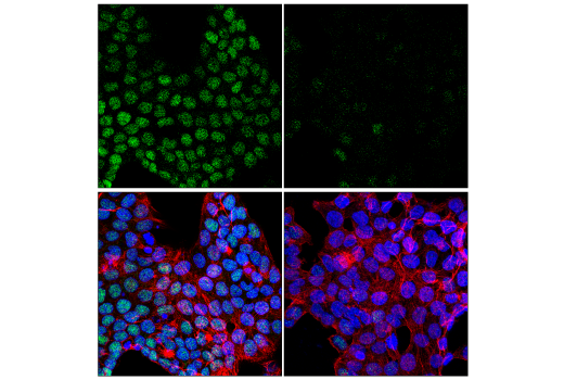 Immunofluorescence Image 1: NSUN2 (E9Y5E) Rabbit Monoclonal Antibody