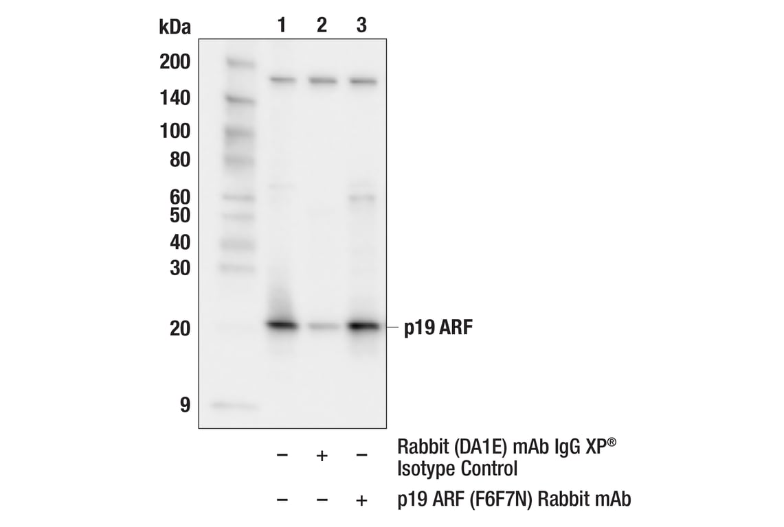 Immunoprecipitation Image 1: p19 ARF (F6F7N) Rabbit Monoclonal Antibody