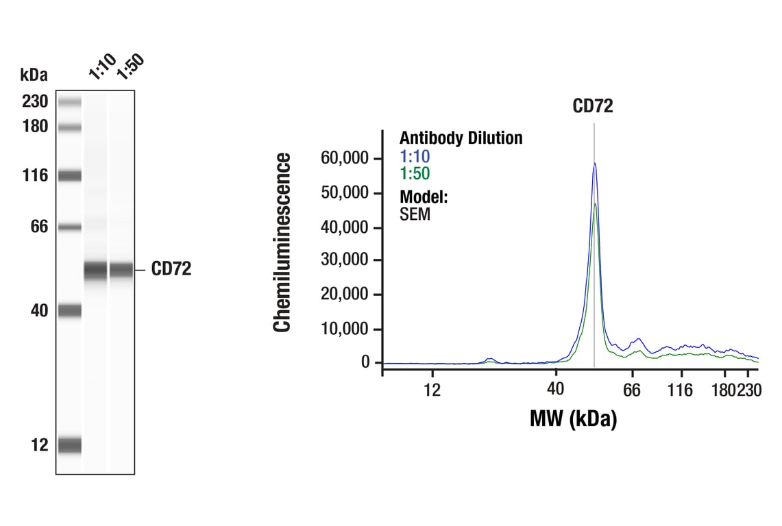 Western Blotting Image 1: CD72 (E7Q7W) Rabbit Monoclonal Antibody