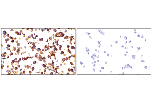 Immunohistochemistry Image 13: CD99 (PCB1) Mouse mAb