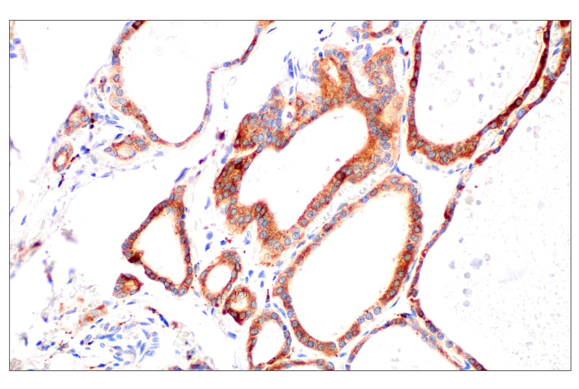 Immunohistochemistry Image 8: Cathepsin L (E3R3P) Rabbit Monoclonal Antibody