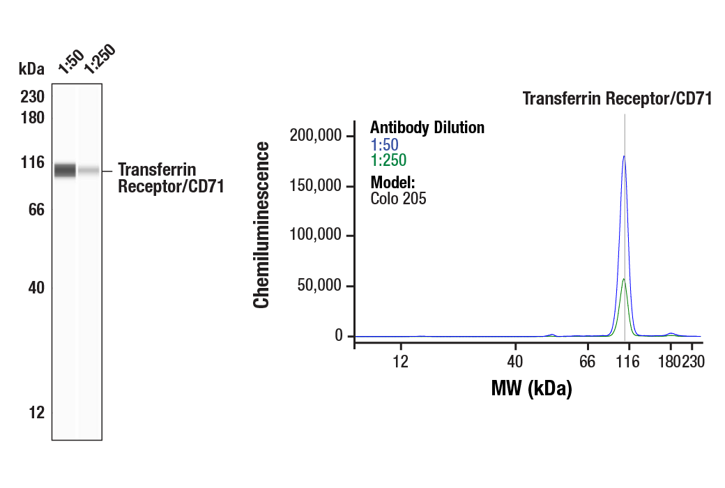 Western Blotting Image 1: Transferrin Receptor/CD71 (H68.4) Mouse Monoclonal Antibody