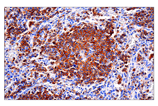 【再出品】melanin CD22 (E7L6Z) XP® Rabbit mAb | Cell Signaling Technology