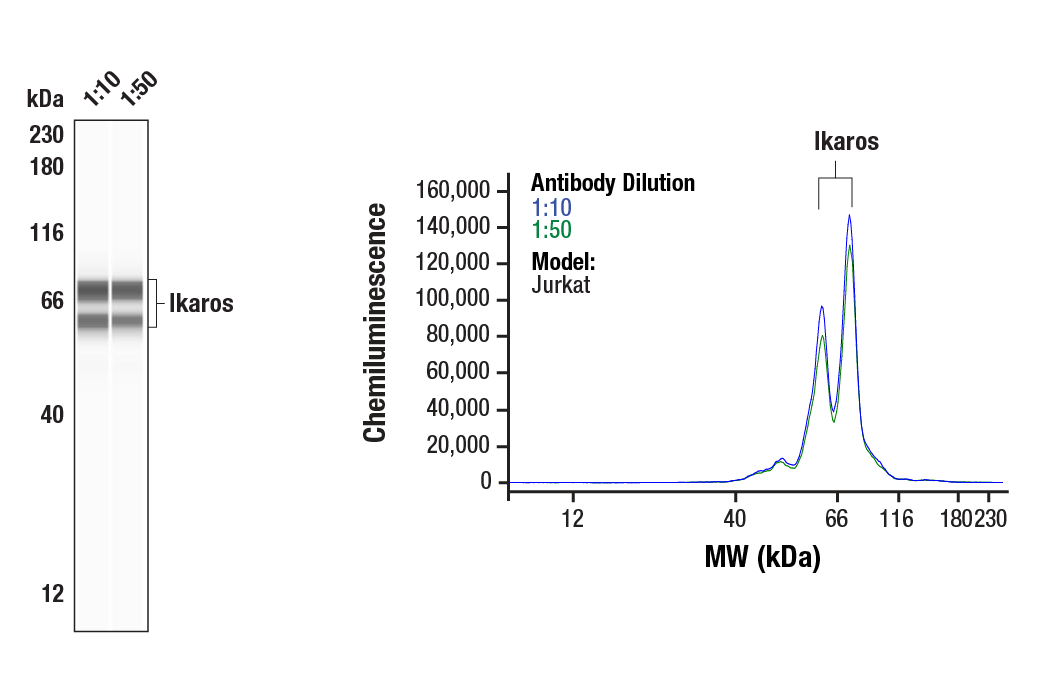 Western Blotting Image 1: Ikaros (D6N9Y) Rabbit Monoclonal Antibody