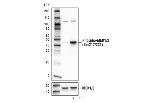 Western Blotting Image 2: Phospho-MEK1/2 (Ser217/221) (E4M5C) Rabbit Monoclonal Antibody