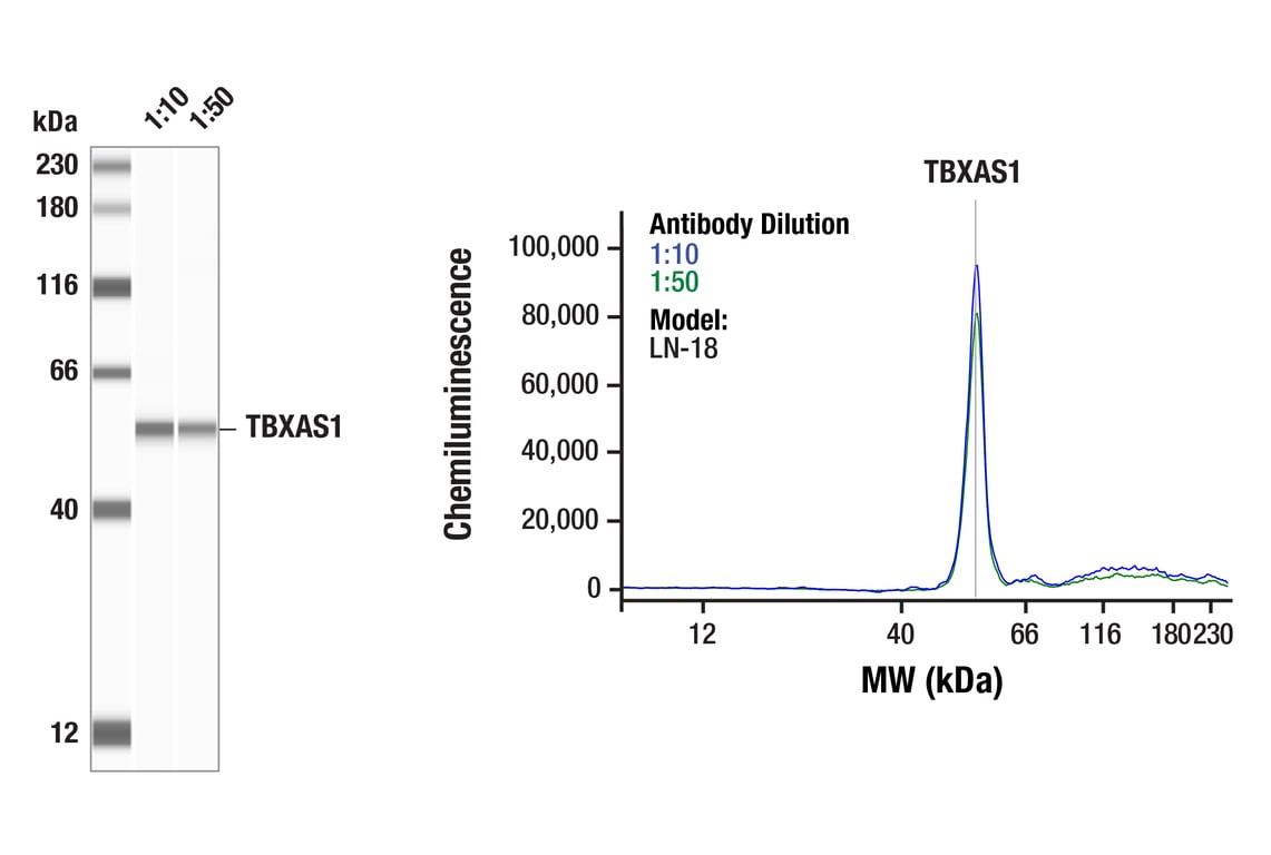 Western Blotting Image 1: TBXAS1 (F4C5I) Rabbit Monoclonal Antibody