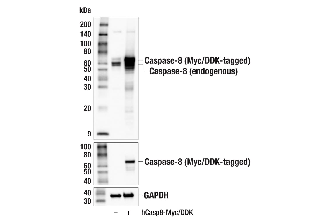 Western Blotting Image 5: Caspase-8 (F5K9P) Rabbit Monoclonal Antibody (BSA and Azide Free)