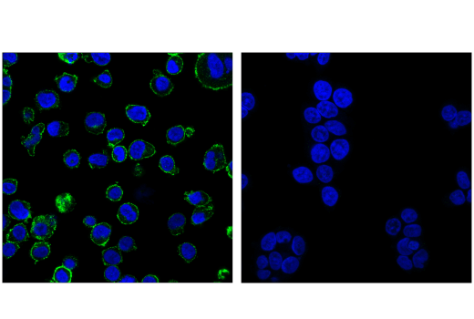 Immunofluorescence Image 1: CD86 (E2G8P) Rabbit Monoclonal Antibody