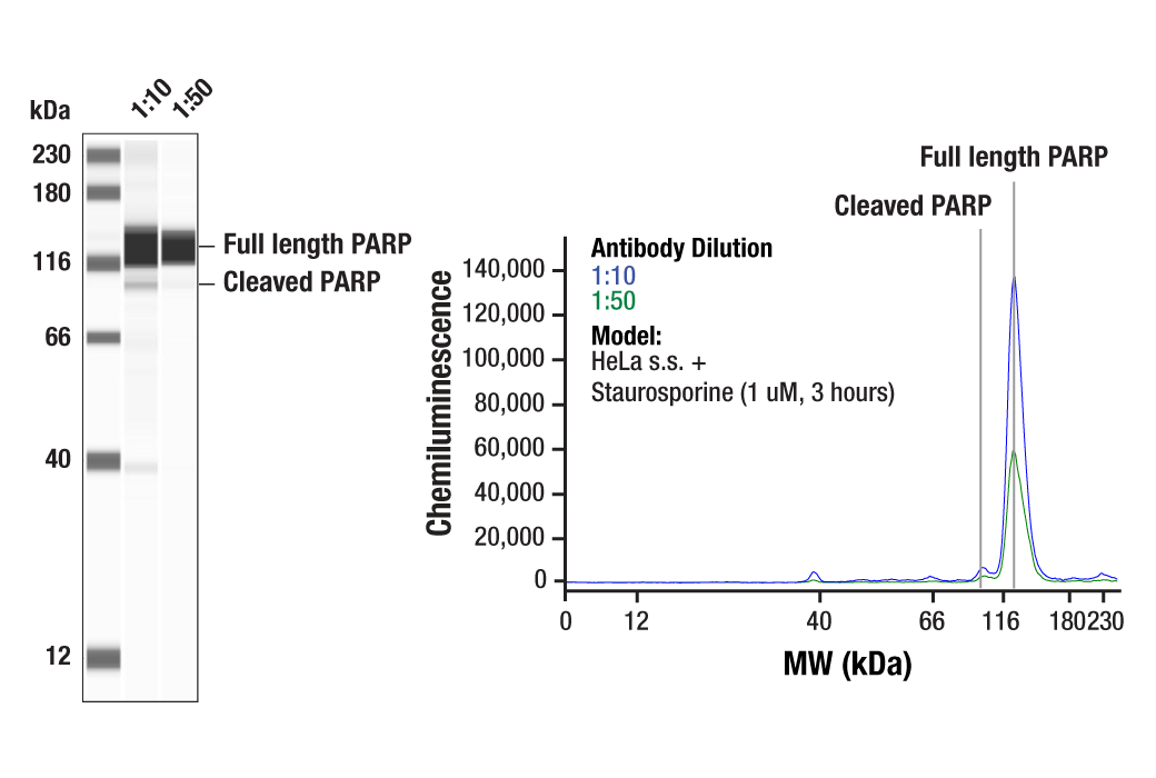 Western Blotting Image 1: PARP Antibody