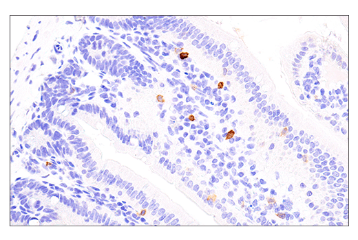 Immunohistochemistry Image 2: NK1.1/CD161 (E6Y9G) Rabbit Monoclonal Antibody