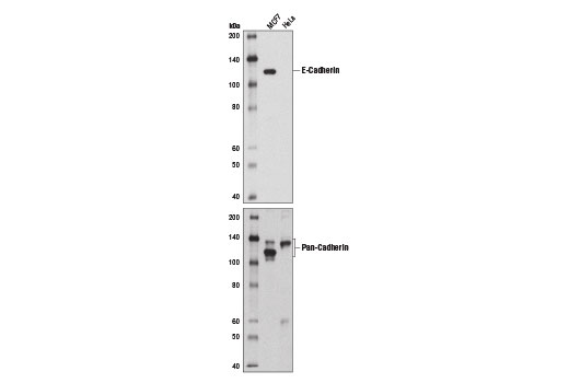Western Blotting Image 2: E-Cadherin (4A2) Mouse Monoclonal Antibody (BSA and Azide Free)